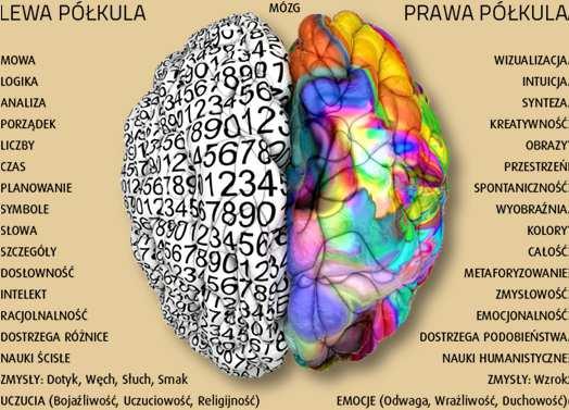 za co odpowiadają półkule mózgu